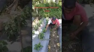 #PemeliharaanTanamanCabe#PembersihanGulma#TanamanHortikultura 

Kamu Keren Kalau Pakai Ini : ht