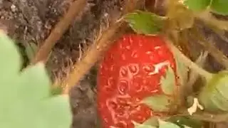 Morango do Nordeste