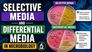 Selective Media and Differential Media in Microbiology (2 Minutes)