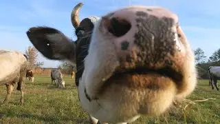 top 5 cow sniff photos