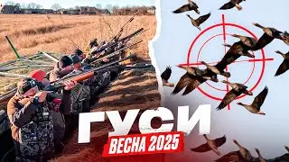 Охота на ГУСЯ 2025❗️Удачное открытие Охоты 🔥 Калининград 🏰 Гуси👏🏻