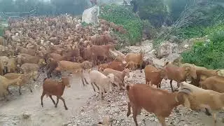 حالة طوارئ عندنا بسبب الأمطار تدخل أسبوعها الثالث وتسببت في خسائر الله يعطيها لينا على قد النفع