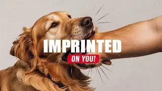 15 Signs That Your Dog Considers You Their Mother