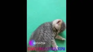 КОТ ХУТОР