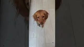 Собака ловит вкусняшки #собака #shortsvideo #животные #funny #питомцы #pets #dance #music #рыжуля