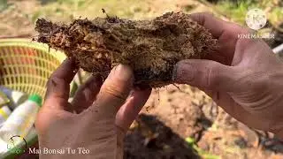 Tưới ridomilgold và tervigo 1năm 2lần vào đầu mưa và cuối mưa để phòng trị nấm và tuyến trùng