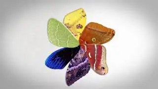 Things You Didn't Know About Moths