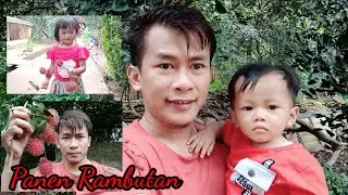 Panen Rambutan Di Pelipir Rumah