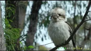 Beautifull kookaburras and waterfalls of Grampians