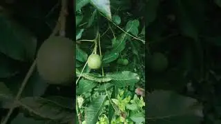 Как растет грецкий орех