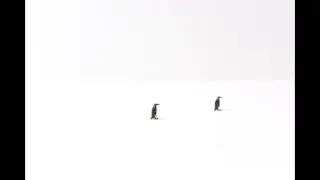 The Penguin Heist