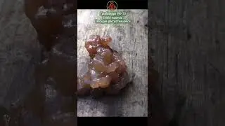 Странный гриб!!!  Эксидия распустившаяся -  Exidia repanda Fr.