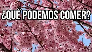 🇪🇸 Que Comer y No Comer en Dieta Cetogénica