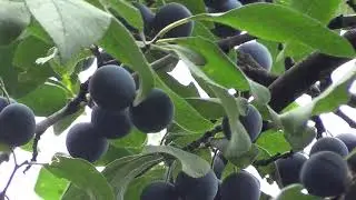 Терновник и что делать с плодами.