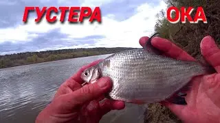 ГУСТЕРА ПРОСНУЛАСЬ. Реальная рыбалка на ОКЕ ранней весной.