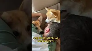 У МЕНЯ ЛИЗАТЕЛЬНАЯ ЗАВИСИМОСТЬ #корги #коргиспб #коргипемброк