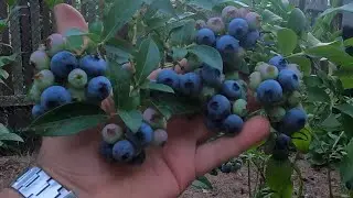 Из семян голубики 🫐 рост на 27:07:2024г.