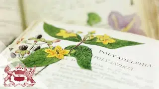 Linnean Lens | Richard Dreyer’s Illuminated British Flora
