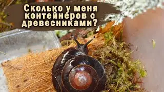 НА ЧЁМ ЛУЧШЕ СОДЕРЖАТЬ ДРЕВЕСНЫХ УЛИТОК? | КОКОСОВЫЙ МУЛЬЧАГРАМ