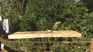 Você conhece esse passaro?