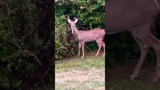 YOUNG BUCKS