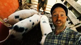 Pigs Happy Place. No, It's Not Pasture.