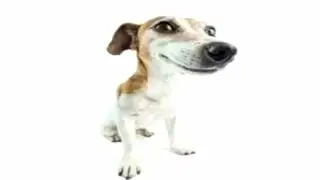 What da dog doin