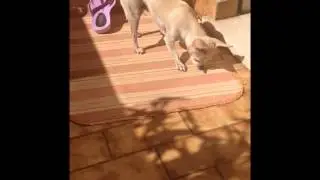 Chihuahua che gioca con una lucertola