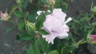 Японская роза  Кутюре роз Тилия Couture Rose Tilia