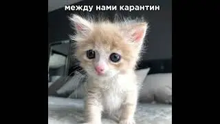 карантин карантин #cmh #cmhмемы