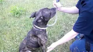 Stella at RSPCA Sheffield