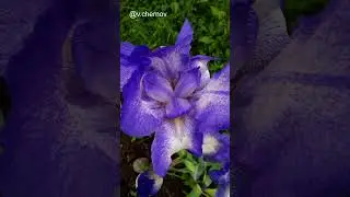 Iris flowers of different colors