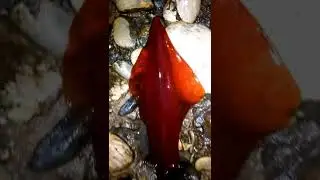 Squid