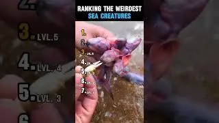 RANKING THE WEIRDEST SEA CREATURES