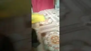 BUAH PEPAYA SEBESAR BOCIL YOUTUBE VIKO79
