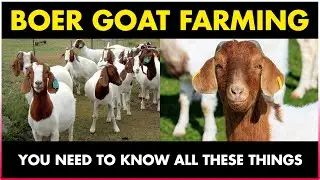 BOER GOAT | Boer Goat Farming