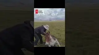 Herders rescue trapped Tibetan wild ass in Qinghai