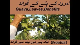Guava Leaves Benefits | Easy To Use Home | MD HealthCare | Issues Solve For Health