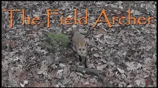 Crossbow Hunting: Fox Hunt With The Scorpyd Aculeus Crossbow
