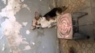собака засыпает
