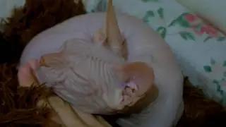 КРЫСЯ. Упрямица! Funny Cat