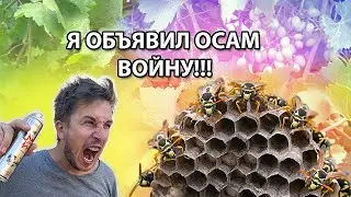 Как избавиться от ос на участке в доме или на даче и спасти виноград