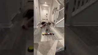 Sapphie la pomsky reacciona a una situación de emergencia de práctica