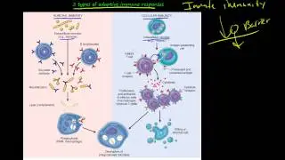 104P - Introduction to primary and secondary Immune deficiency diseases