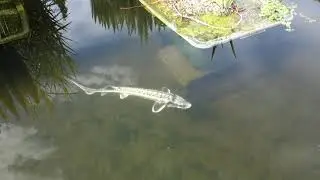Jeseter ruský-diamantový (Acipenser gueldenstaedtii)-na mělčině.