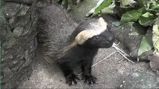 Furão-pequeno, uma espécie brasileira que poucas pessoas já viram.