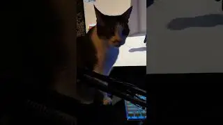 мой котэ Тимка