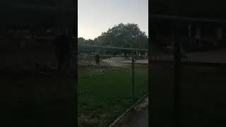 People fighting in Dog Park