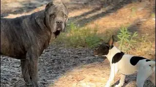 Cane Corso Tries To Bully But The Rat Terrier Is Not Going For It!💪🏿