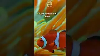 Secrets of Clownfish Hierarchy Revealed | The Animal Explorer #shorts